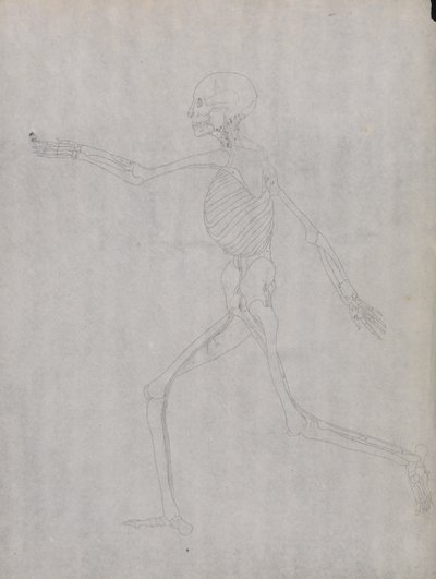 Een vergelijkende anatomische expositie van de structuur van het menselijk lichaam met dat van een tijger en een koe door George Stubbs